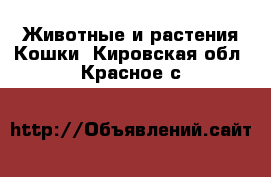 Животные и растения Кошки. Кировская обл.,Красное с.